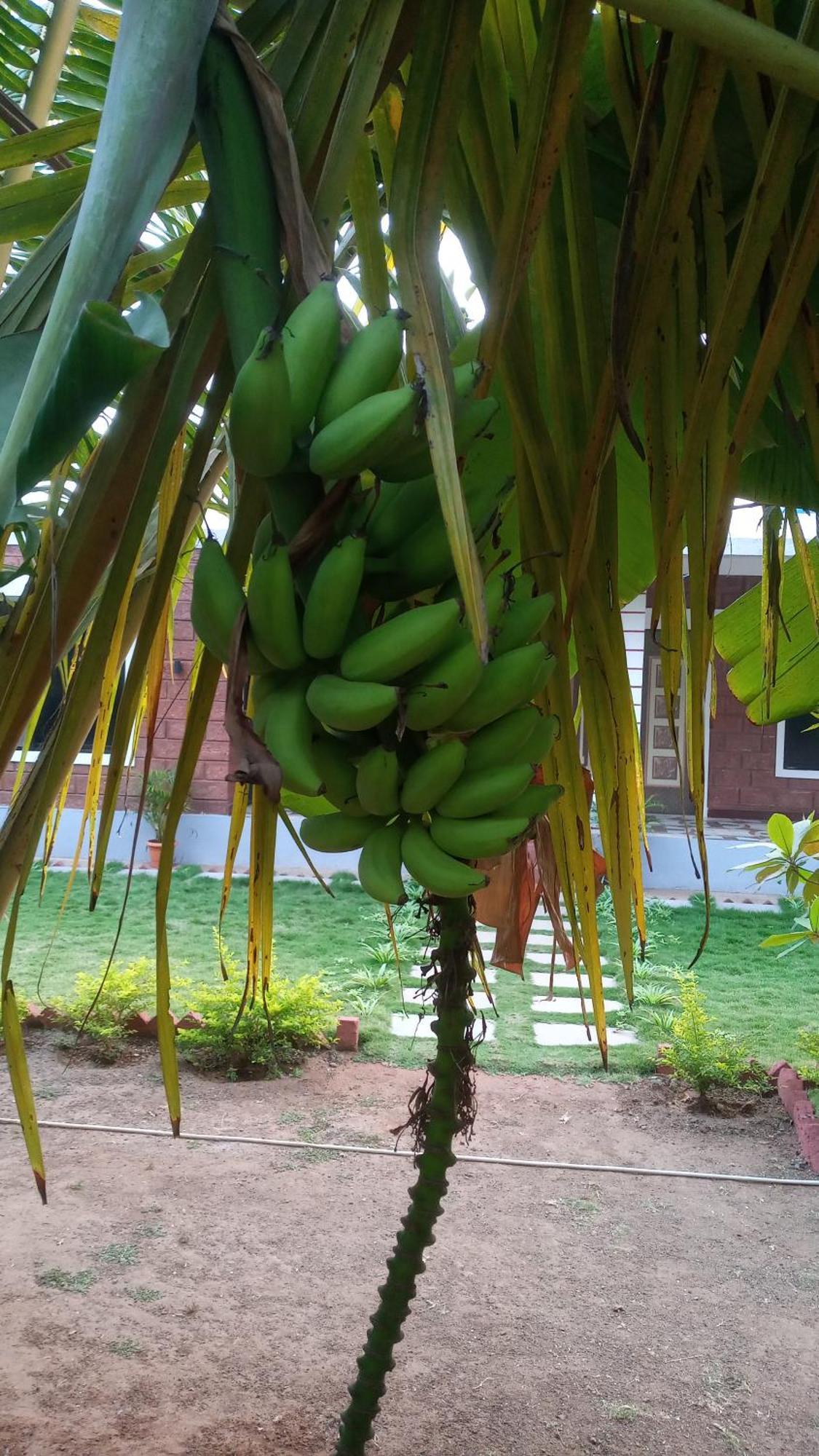 Coconut Village Resort Alibag Bagian luar foto